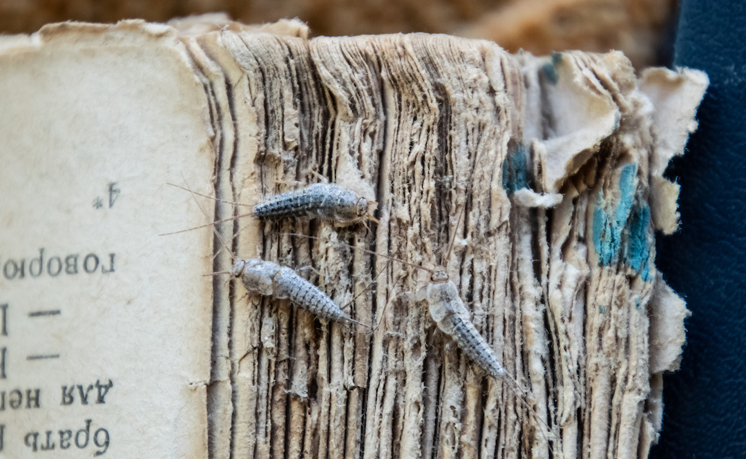 silverfish on a book stored in a garage