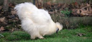 white silkie chicken coop