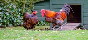 chicken coop domesticate bantams