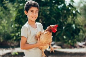 child with chicken