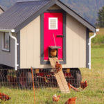 5 Things to Know Before Building a Chicken Coop