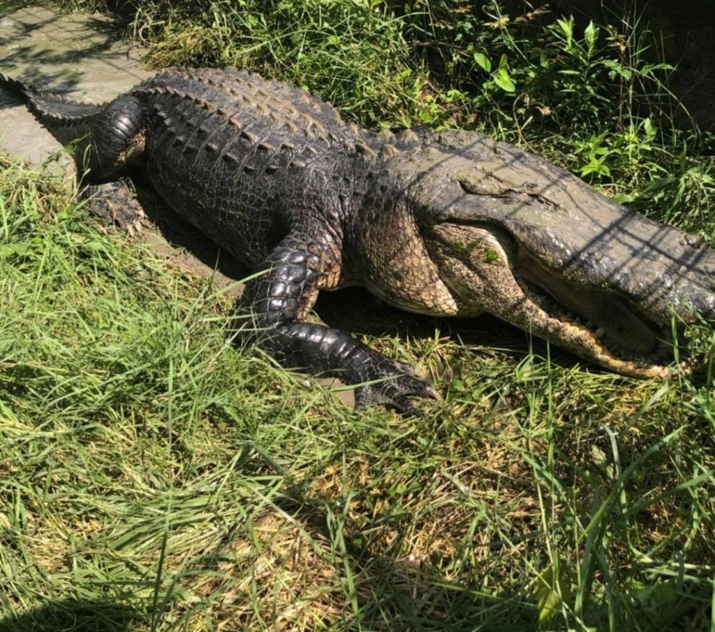 Alligator