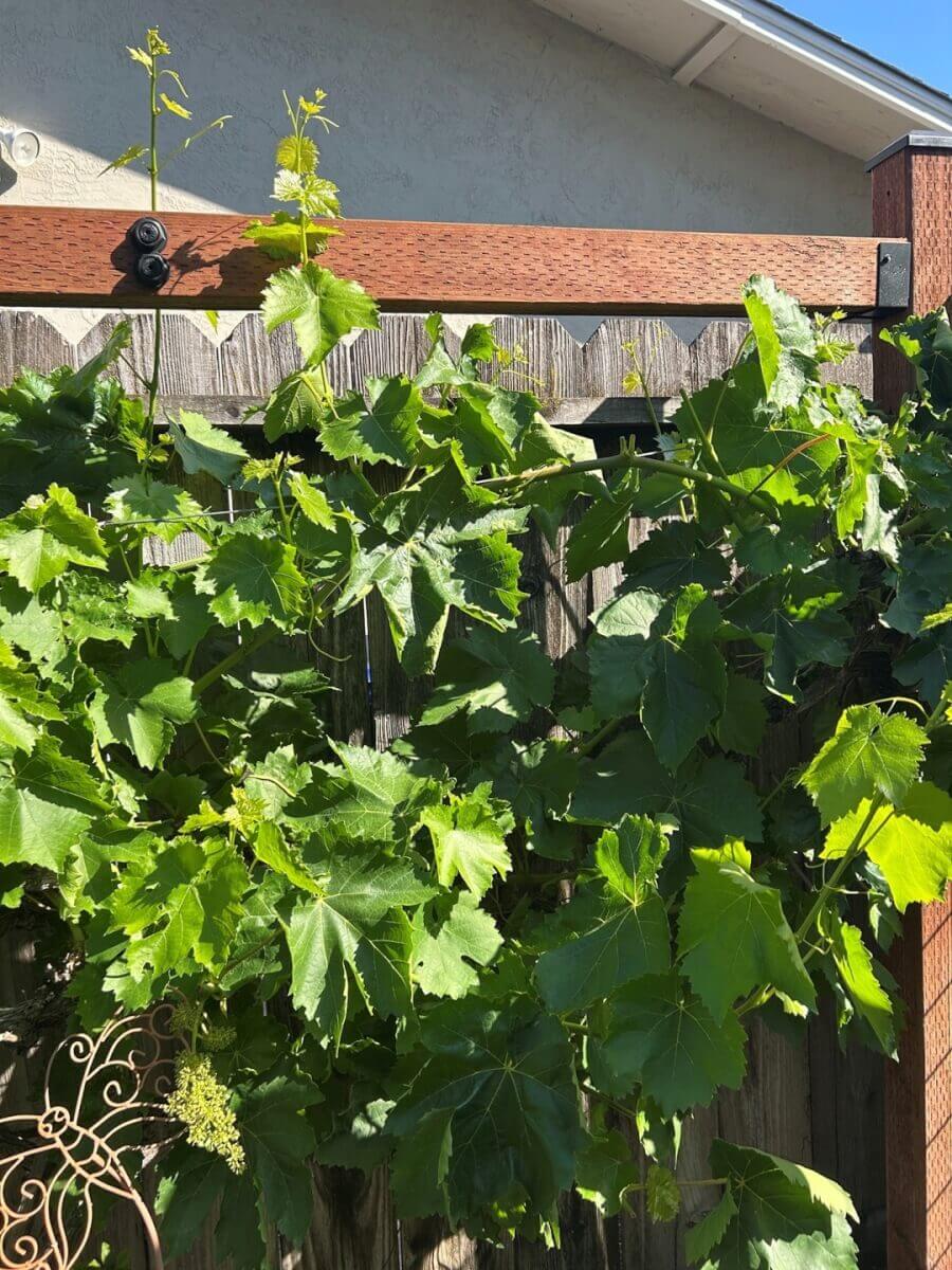Grapevine Trellis2